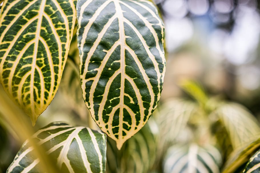 malaysia, leafs, green leaf, bokeh, plant, plants, blur, growth HD wallpaper