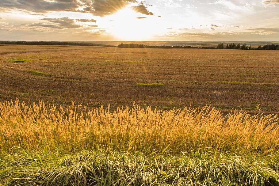 grass, sun, sunset, landscape, horizon, herbs, in the summer of HD wallpaper