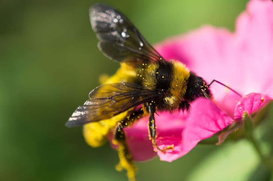 Close-Up Photo Of Bumble Bee On Pink Petaled Flower, bloom, blossom HD wallpaper