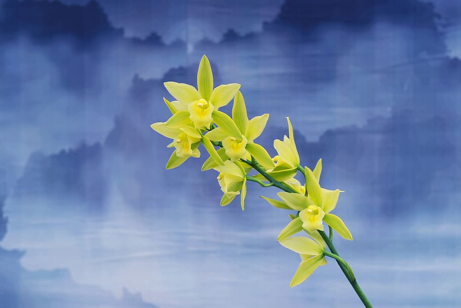 green-petaled flower on clouds background, leaf, plant part, yellow HD wallpaper