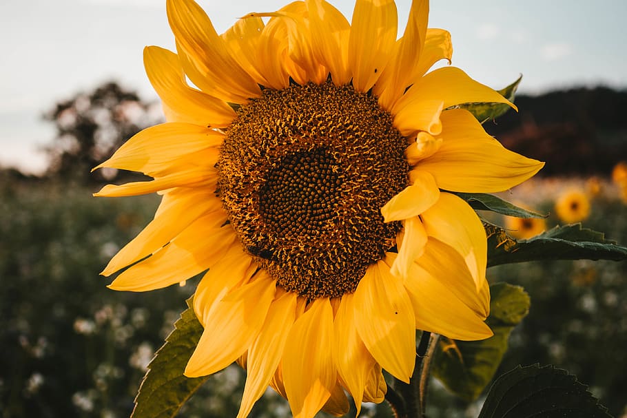 yellow sunflower, freshness, flowering plant, petal, growth, flower head HD wallpaper