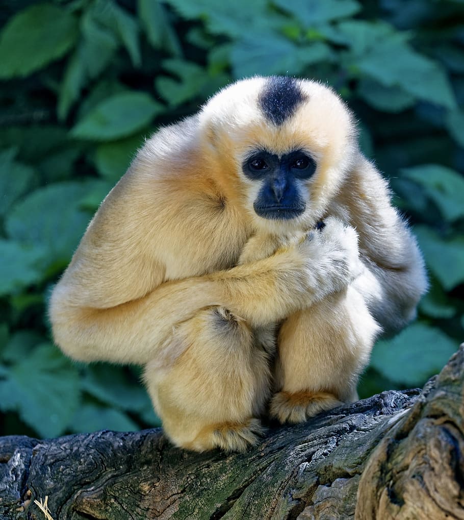 monkey, crouching, staring, wildlife, stalking, fur, nature HD wallpaper