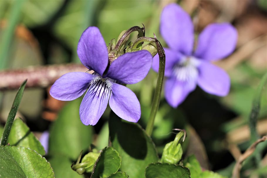 violet, forest, spring, blue, harbinger of spring, flowering plant HD wallpaper