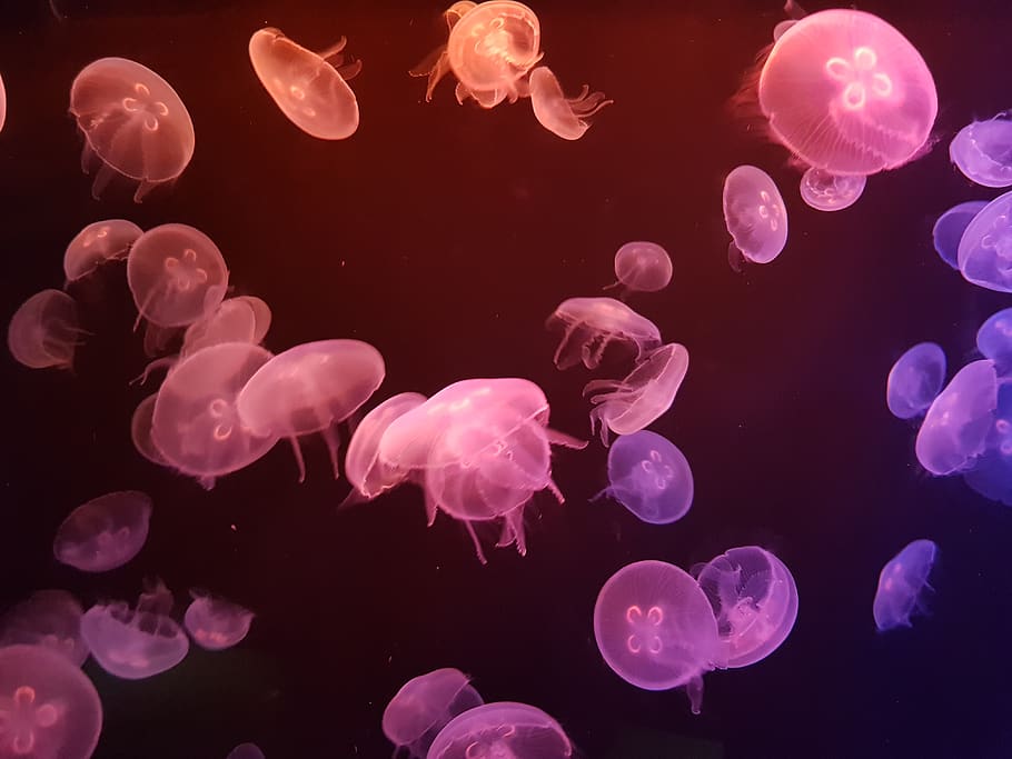 Underwater Photo Of Jellyfish, animal, aquatic animal, desktop backgrounds, HD wallpaper
