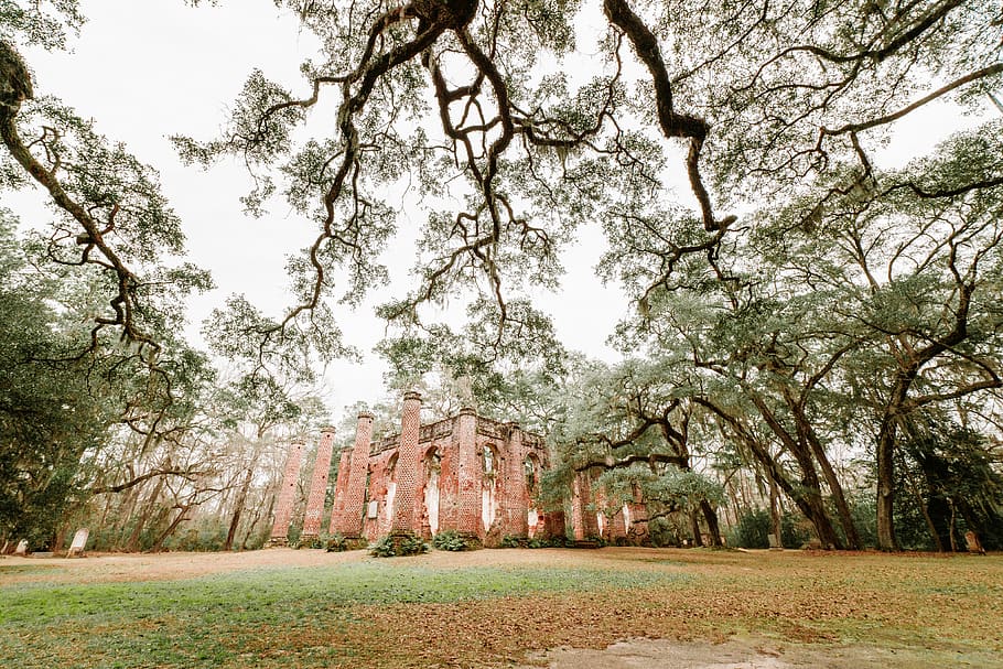 plant, tree, tree trunk, ruins, ground, grass, oak, oaks, south carolina HD wallpaper