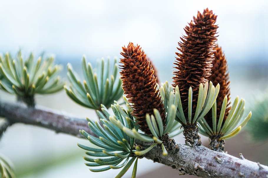 Close-up Photography of Conifer Cones, blur, branch, conifers, HD wallpaper