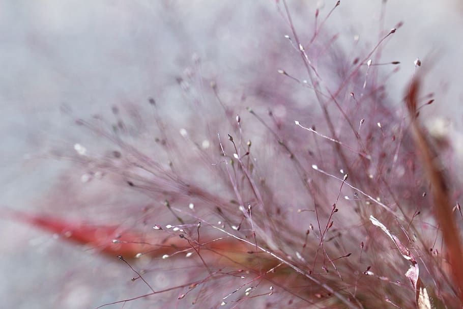 texture, flowers, abstract, nature, decor, pink, blur, grey HD wallpaper