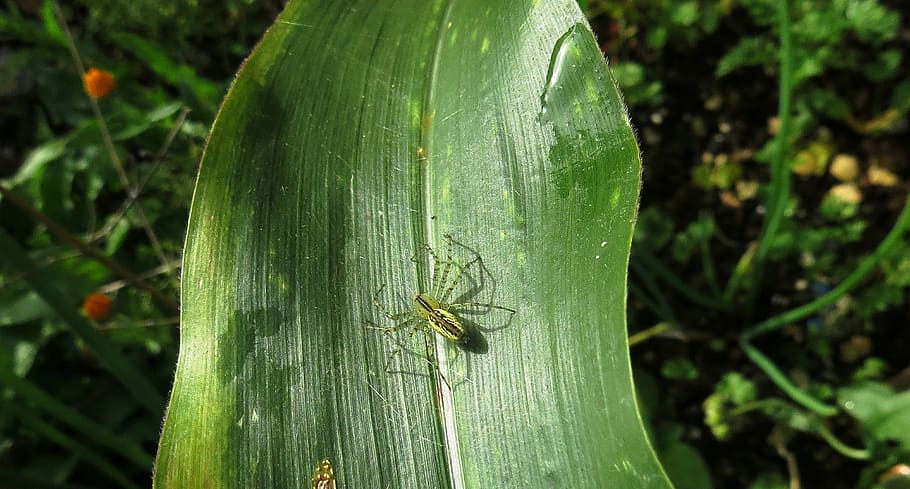 nature, macro, insect, arachnid, armenia, invertebrate, animals in the wild HD wallpaper