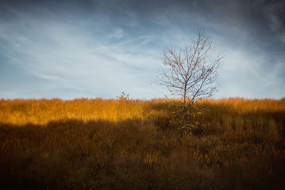 tree, lonely, landscape, mood, sunset, dramatic, atmospheric HD wallpaper