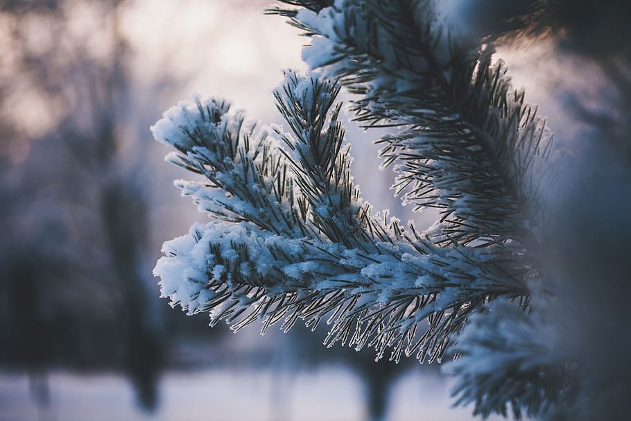 green, leaf, plant, nature, ice, snow, winter, cold, weather HD wallpaper