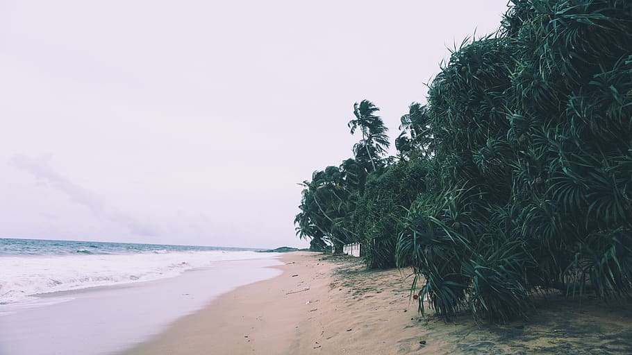 seashore, waves, land, beach, sky, sand, plant, water, nature HD wallpaper