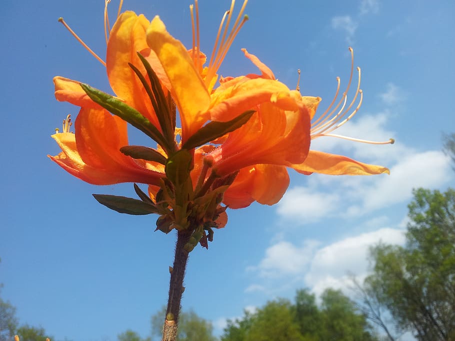 flower, plant, flowering plant, freshness, vulnerability, beauty in nature HD wallpaper