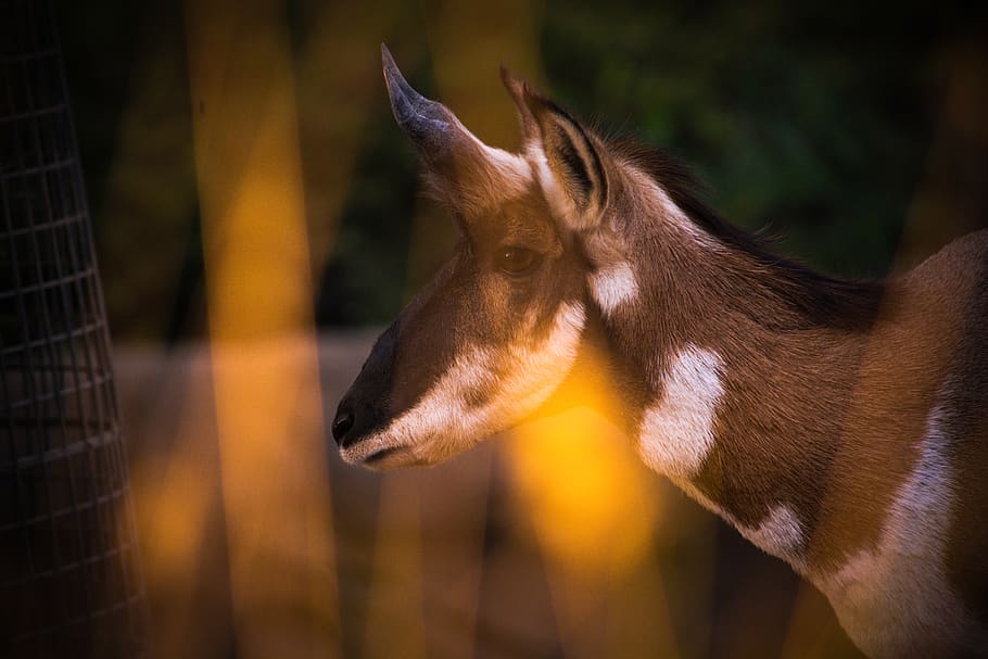 brown animal, mammal, horse, wildlife, zoo, safari, north america HD wallpaper