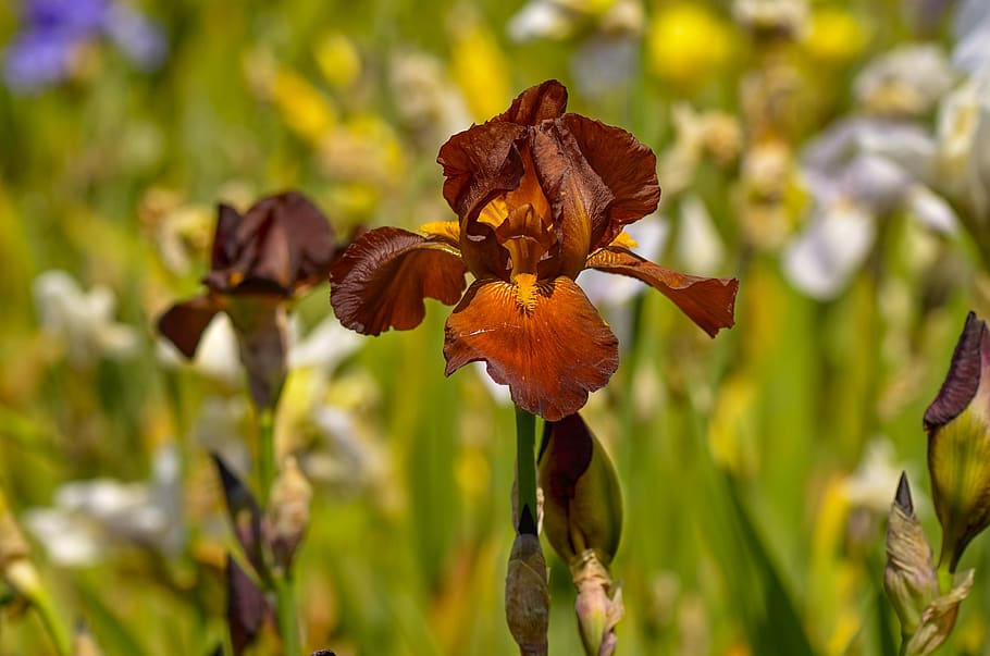 lily, iris, blossom, bloom, flower garden, plant, spring flower HD wallpaper