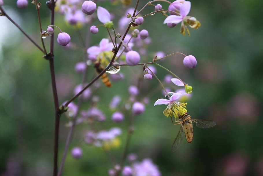 flowers, bee, nature, plants, insects, flowers and bees, wildflower HD wallpaper