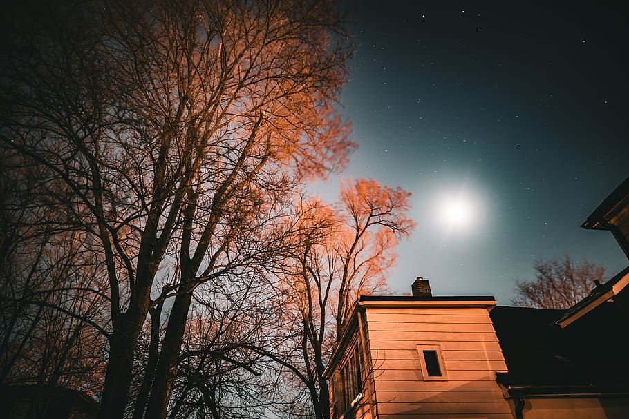 tree beside house, nature, plant, outdoors, building, housing HD wallpaper