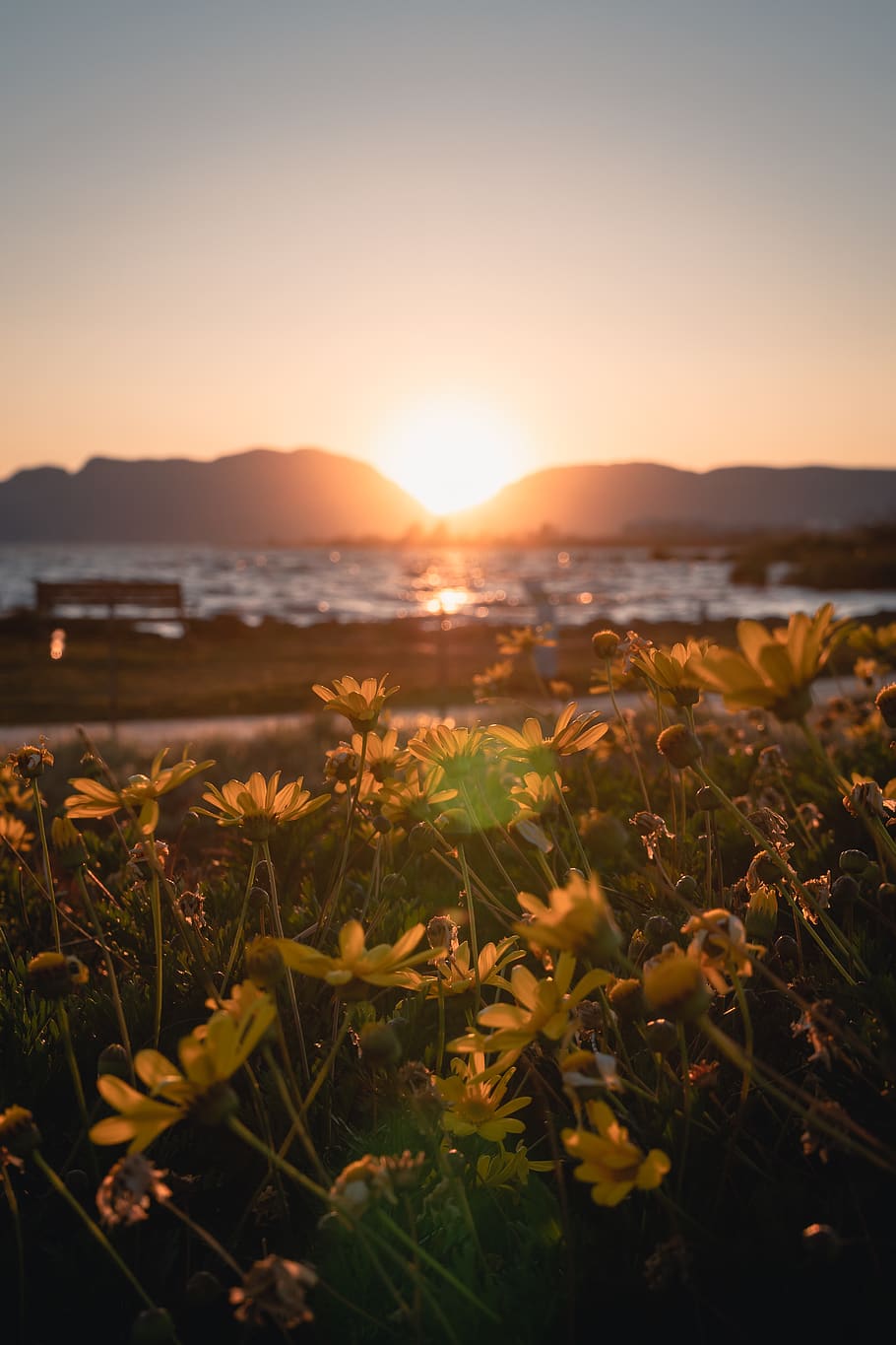 yellow-petaled flower, sky, sunset, beauty in nature, water, scenics - nature HD wallpaper