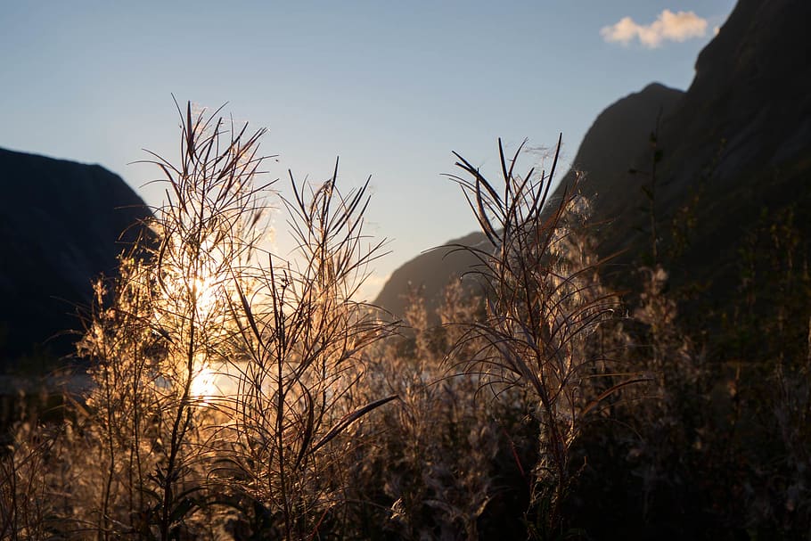 sunset, plants, mountains, lake, norway, sky, tree, growth HD wallpaper