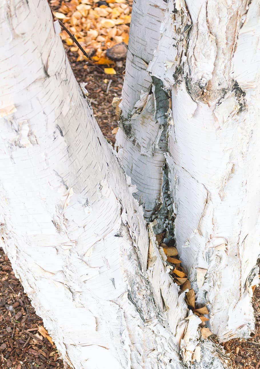 white tree trunk, plant, birch, paper, autumn, nature, close-up HD wallpaper