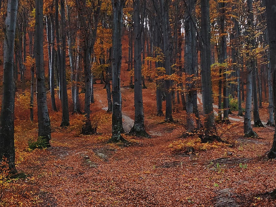 Trees in Forest during Autumn, branch, daylight, environment HD wallpaper