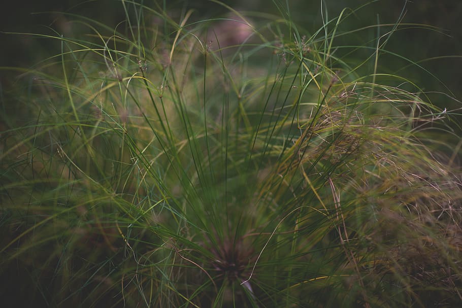 grass, greenery, plant, growth, beauty in nature, green color HD wallpaper