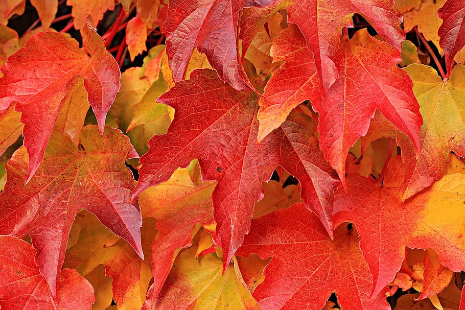 partner, wine, leave, leaf, red, autumn, fallen, nature, plant HD wallpaper
