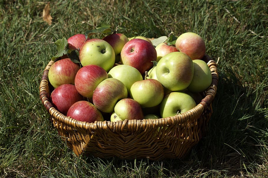 apple, basket, garden, fruit, harvest, nature, farm, green HD wallpaper