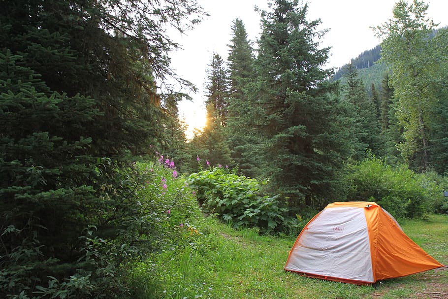 montana, united states, play outside, neature, camping, forest