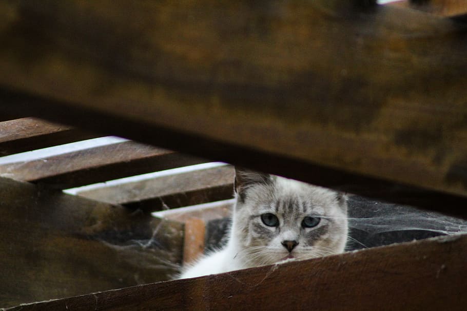 ecuador, quito, kitten, cat, mammal, one animal, domestic, domestic cat HD wallpaper