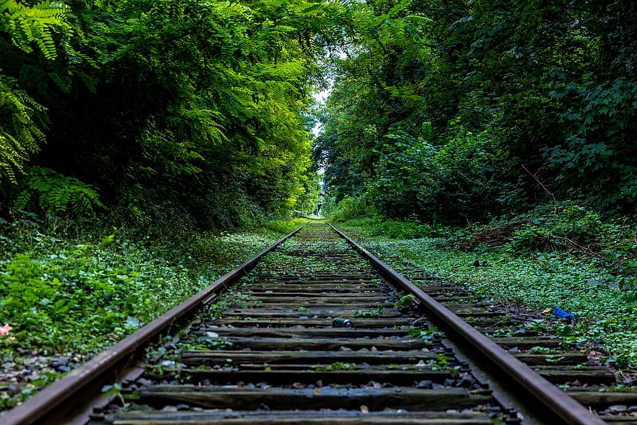 green, grass, trees, forest, woods, railroad, train tracks HD wallpaper