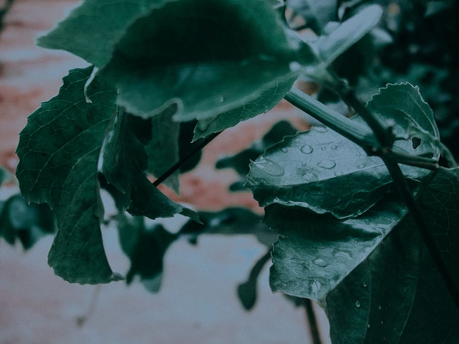 plant, leaf, veins, blossom, flower, rose, flare, light, sunlight HD wallpaper