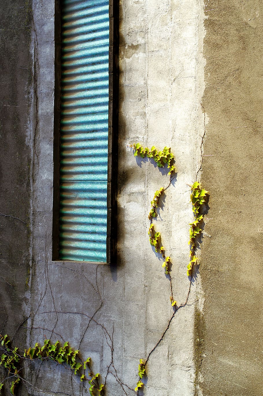 yellow flowers, plant, blossom, window, wall, flower arrangement HD wallpaper