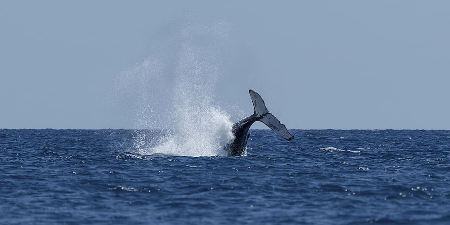 whale, tail, water, ocean, mammal, wildlife, nature, marine HD wallpaper