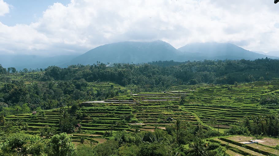 indonesia, forest, sky, mountains, rice, nature, wallpaper HD wallpaper