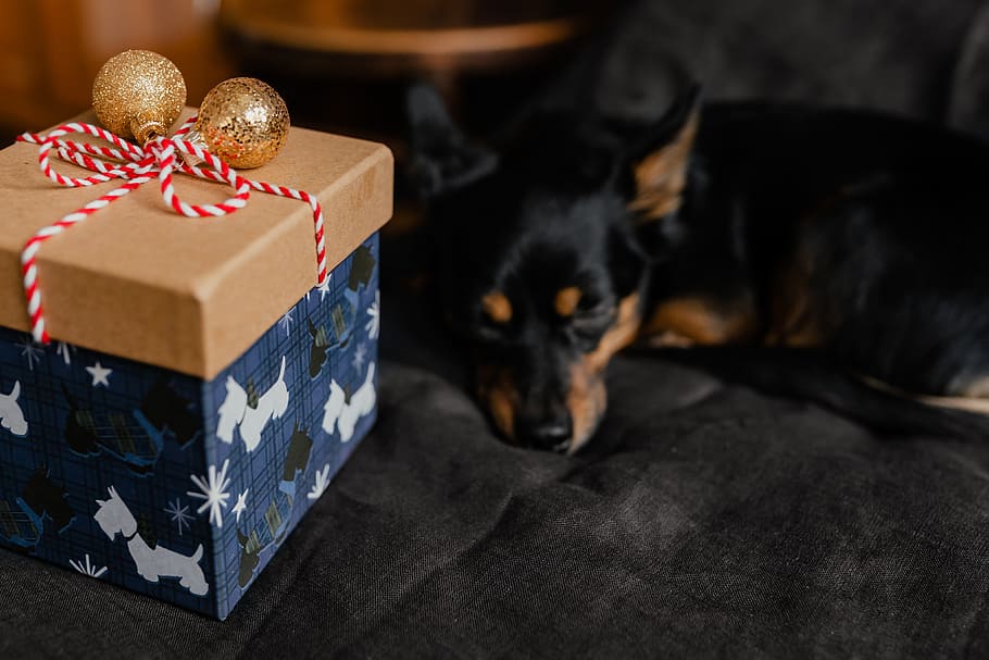 Christmas gifts for a cute little dog, pet, puppy, small dog, HD wallpaper