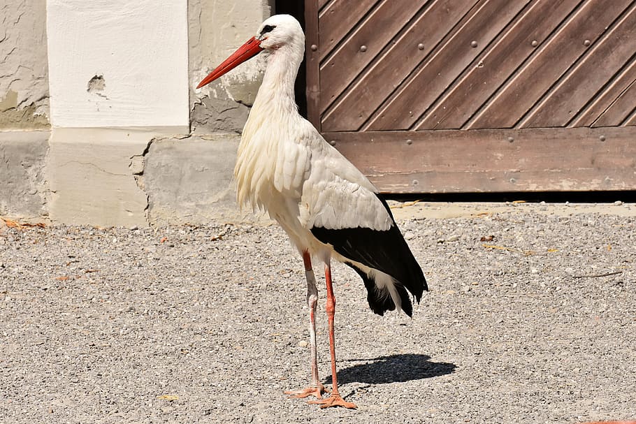 stork, wing, birds, plumage, nature, animals, rattle stork HD wallpaper