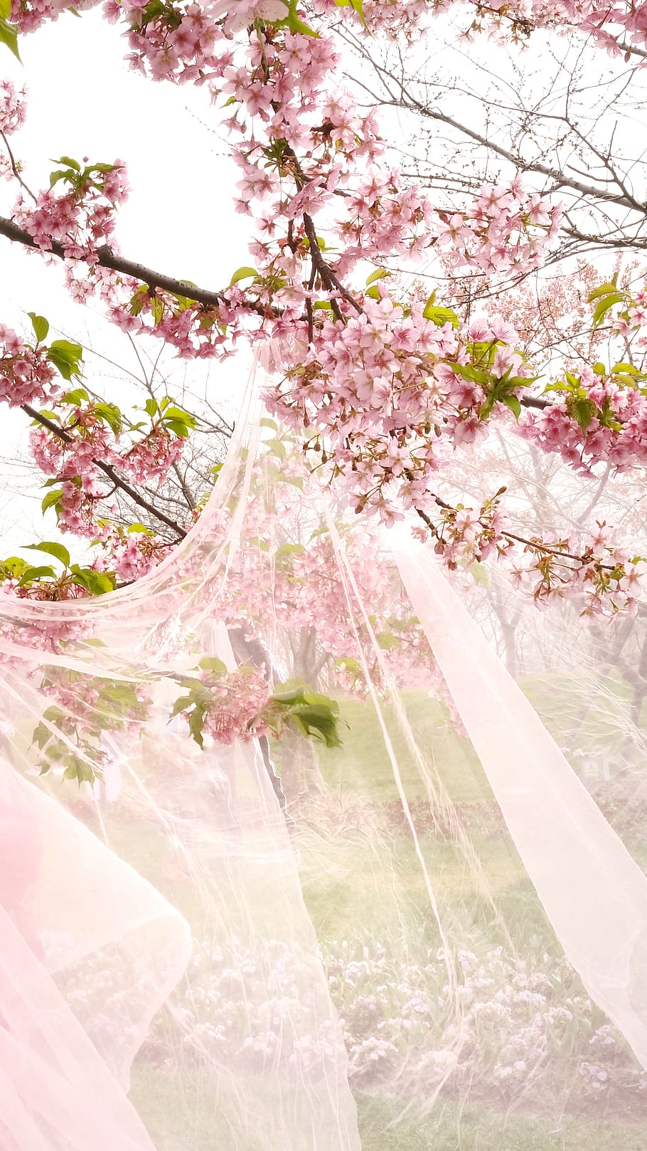 pink flowering tree, plant, clothing, apparel, blossom, china HD wallpaper
