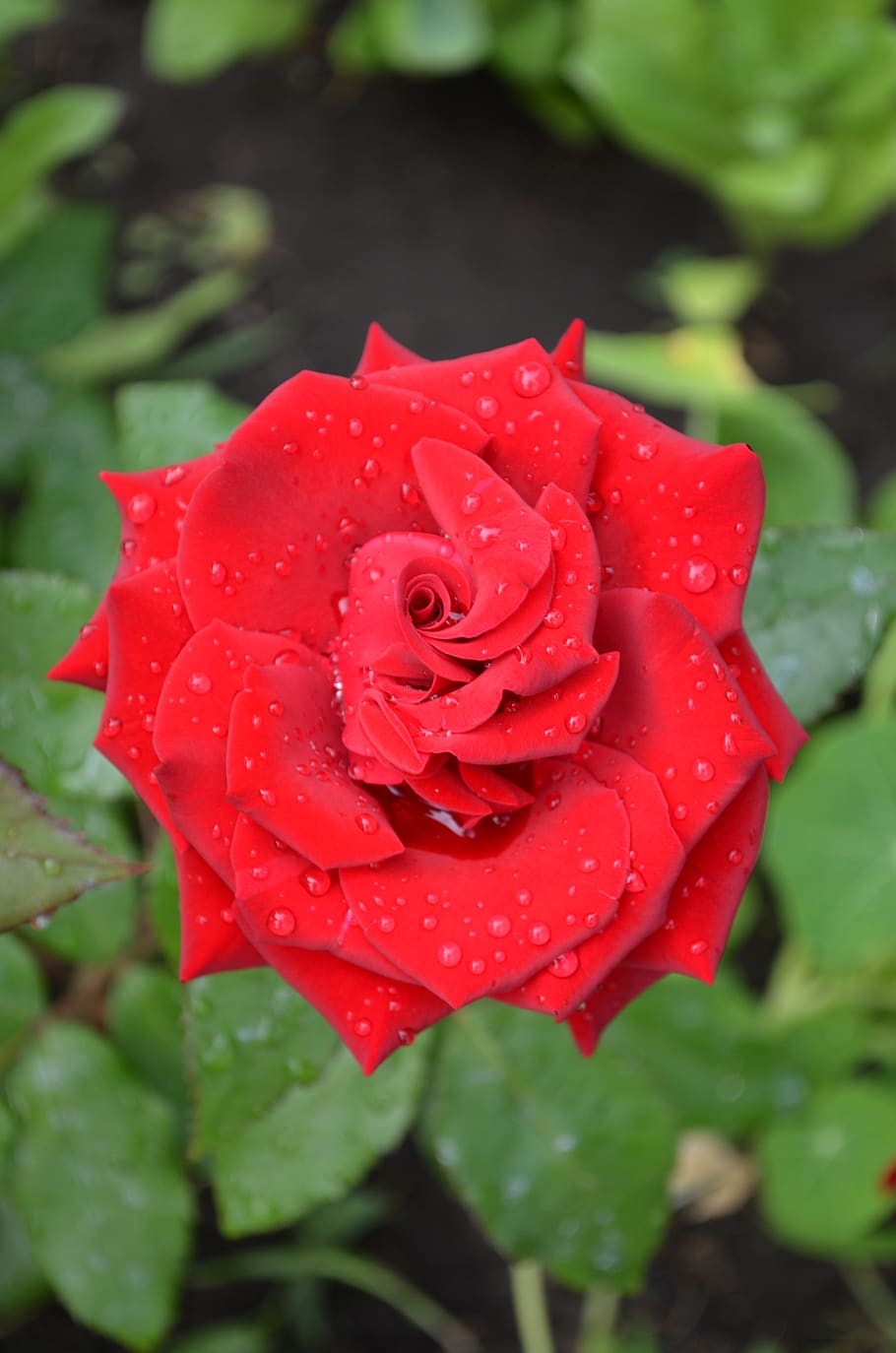 rose, red rose, flower, love, roses, beauty, petals, garden HD wallpaper