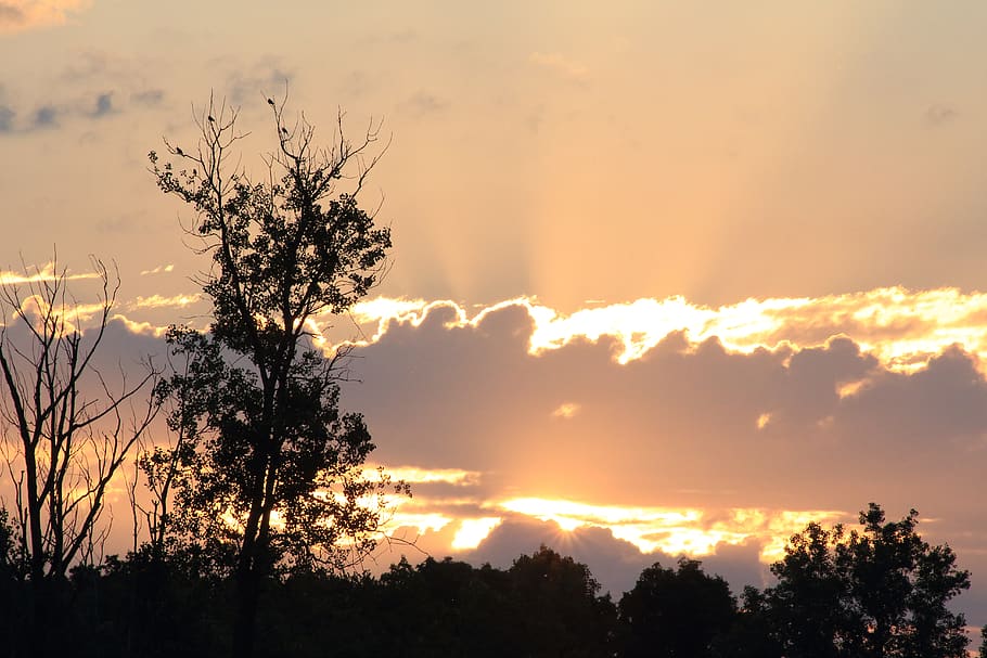 trees, sun, sunrise, birds, clouds, sky, morning, am, sunset HD wallpaper
