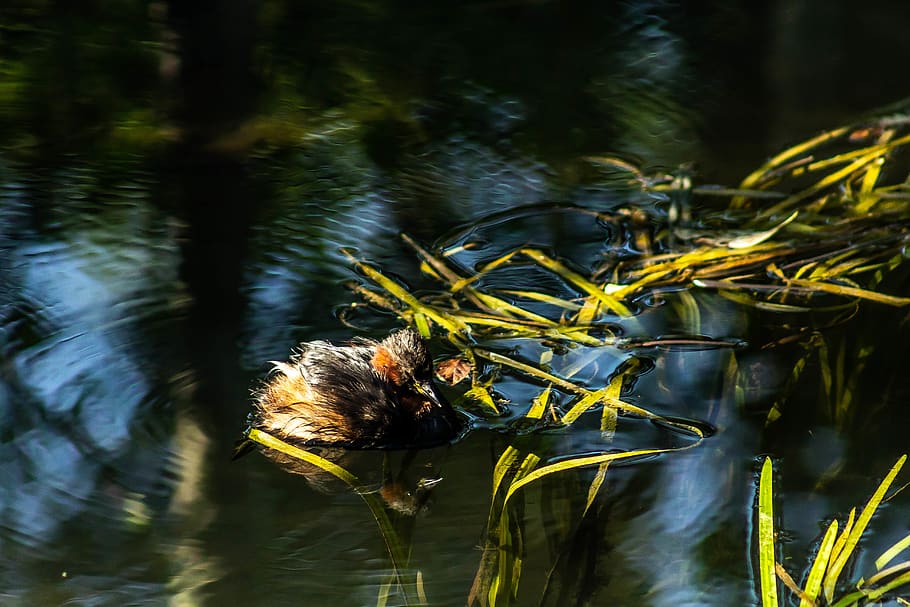 france, bourges, background, water bird, grèbe à cou noir HD wallpaper
