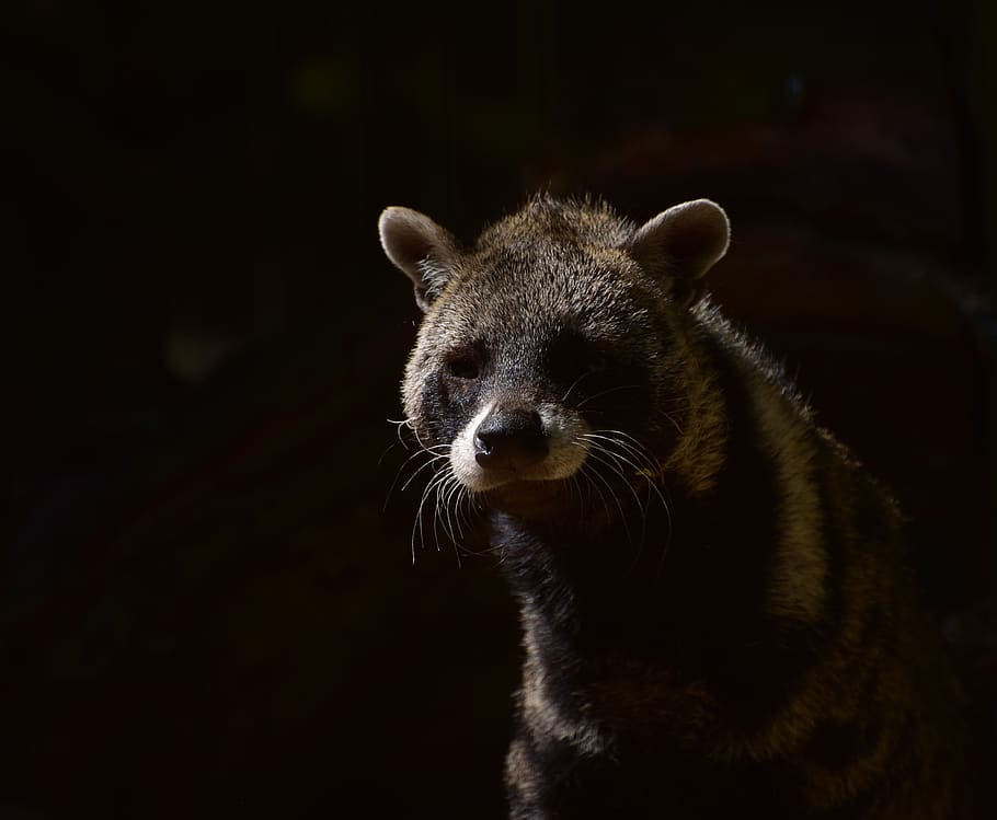 civets, predator, forest, hair, shadow, carnivores, dangerous HD wallpaper