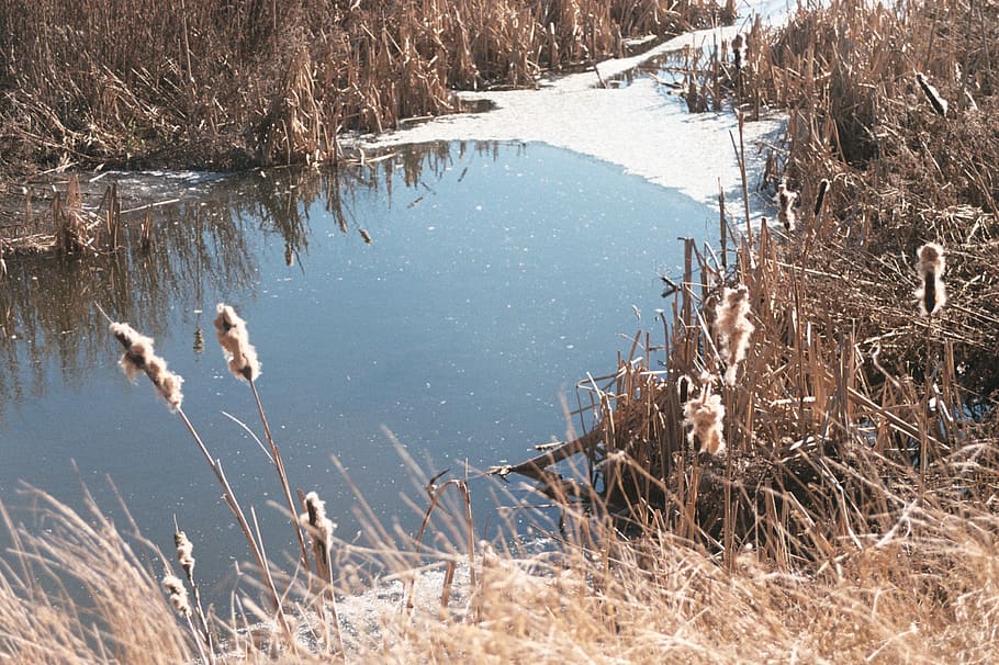 pond view, water, lake, reflection, winter, cold temperature, HD wallpaper
