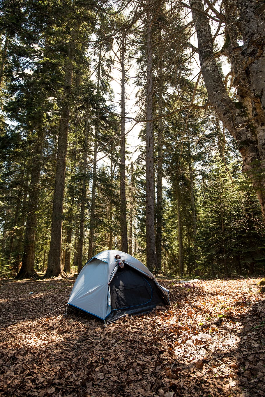 gray tent beside trees, forest, land, plant, nature, camping HD wallpaper
