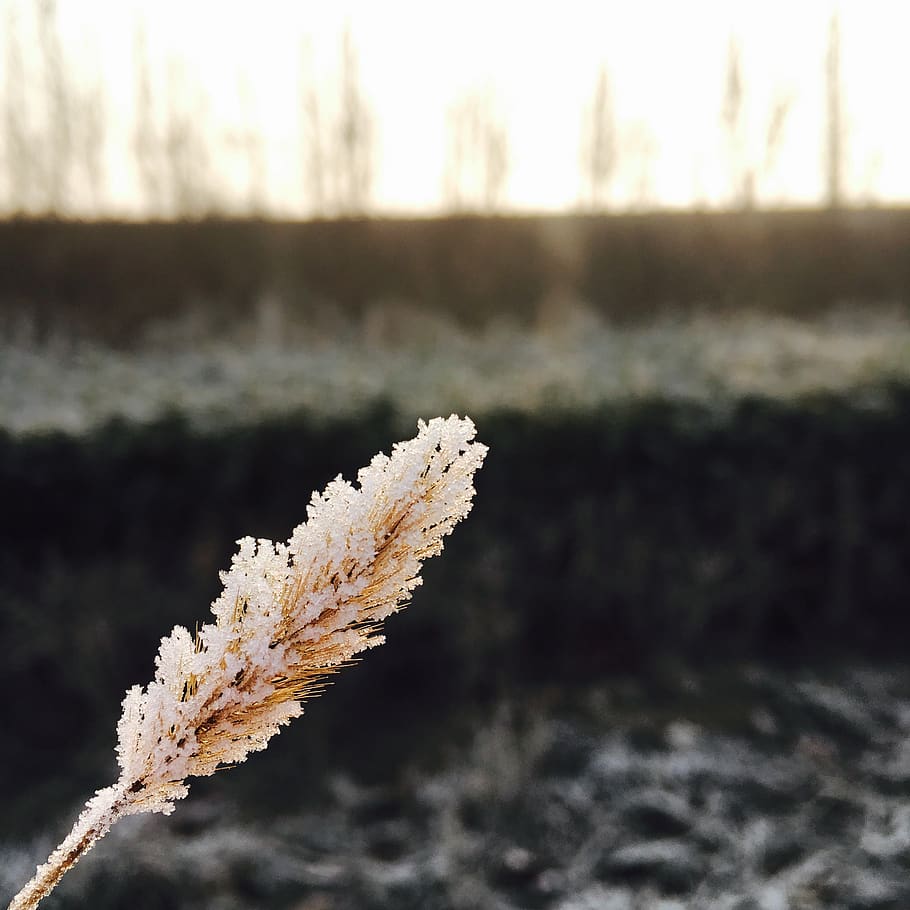 frost, morning, focus on foreground, nature, winter, cold temperature HD wallpaper