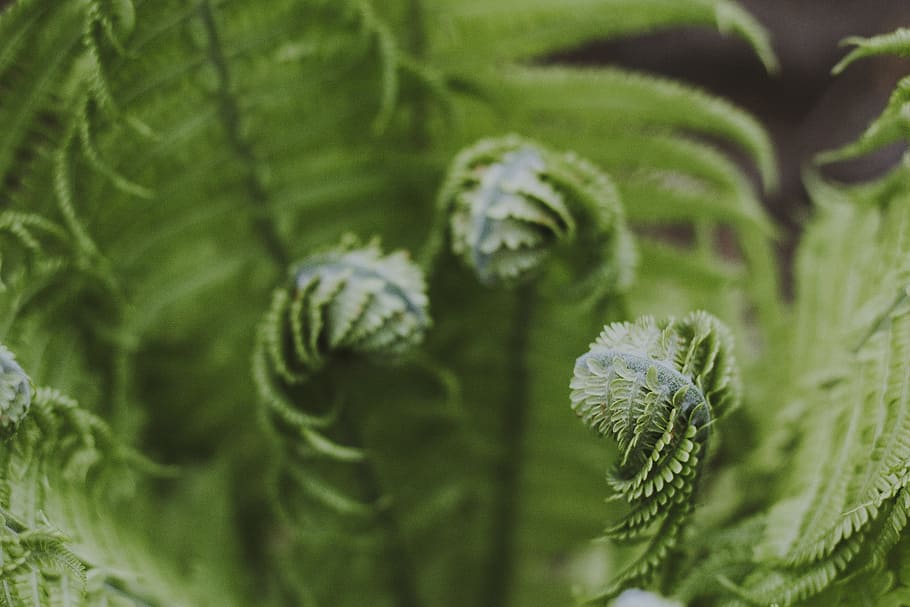 Close-up Photography of Green Fern Plant, blur, botanical, bright, HD wallpaper