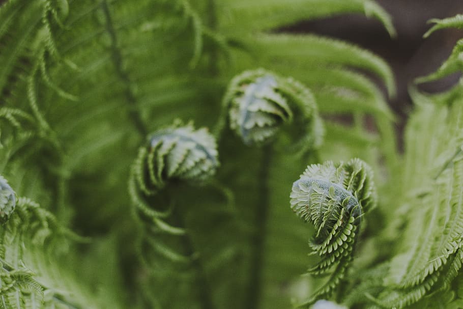 Close-up Photography of Green Fern Plant, blur, botanical, bright HD wallpaper