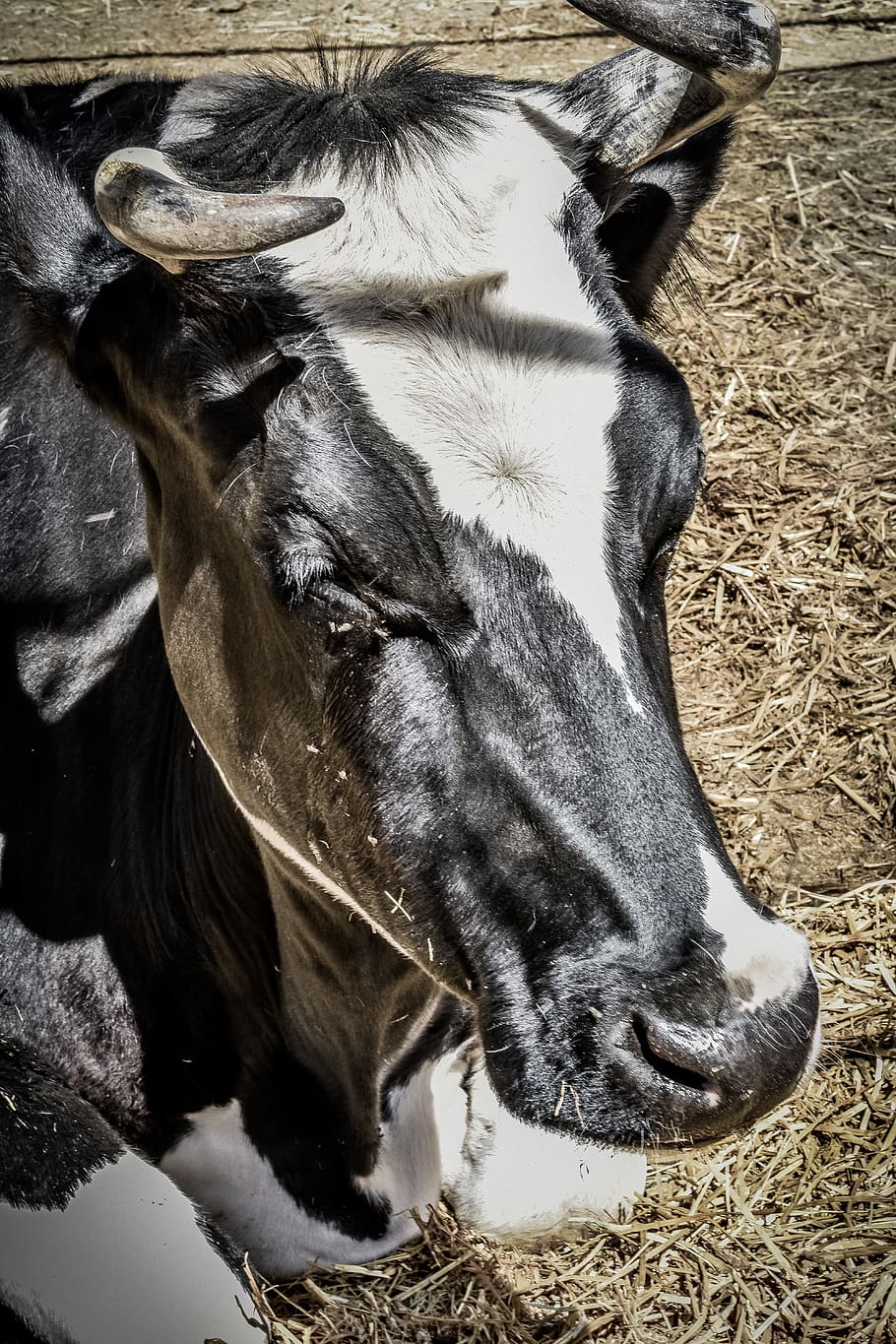 cows, shade, farm, farm life, black and white, milk, moo, mammal, HD wallpaper