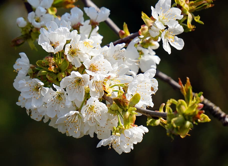 cherry tree, blossom, bloom, cherry blossom, spring, petals HD wallpaper