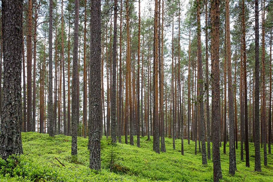 trees, plants, nature, forest, green, grass, landscape, trunk HD wallpaper