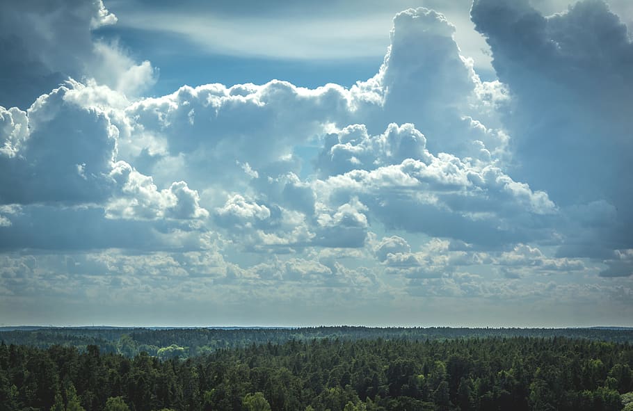 trees, sky, cloud, clouds, cloudy, cloudscape, forest, summer HD wallpaper